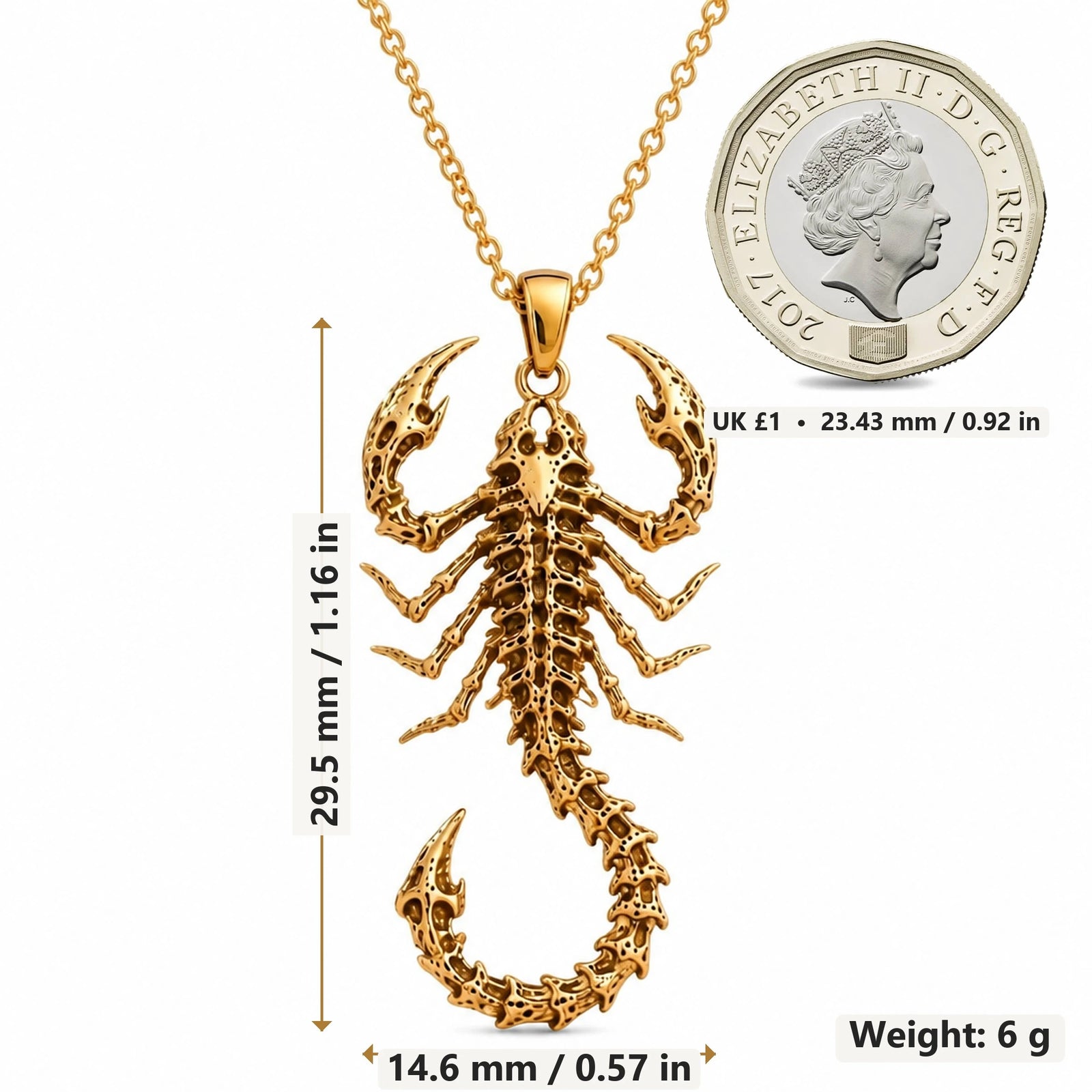 Fossil Scorpion Spine pendant necklace size image showing 29.5 mm height, 14.6 mm width and 6 g weight